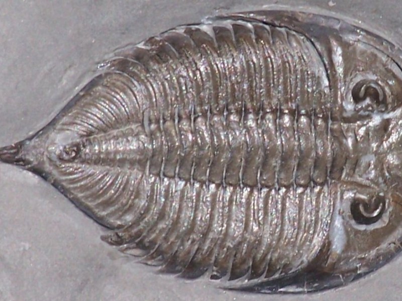 What Evolutionary Biology Says About the Future of&nbsp;AI