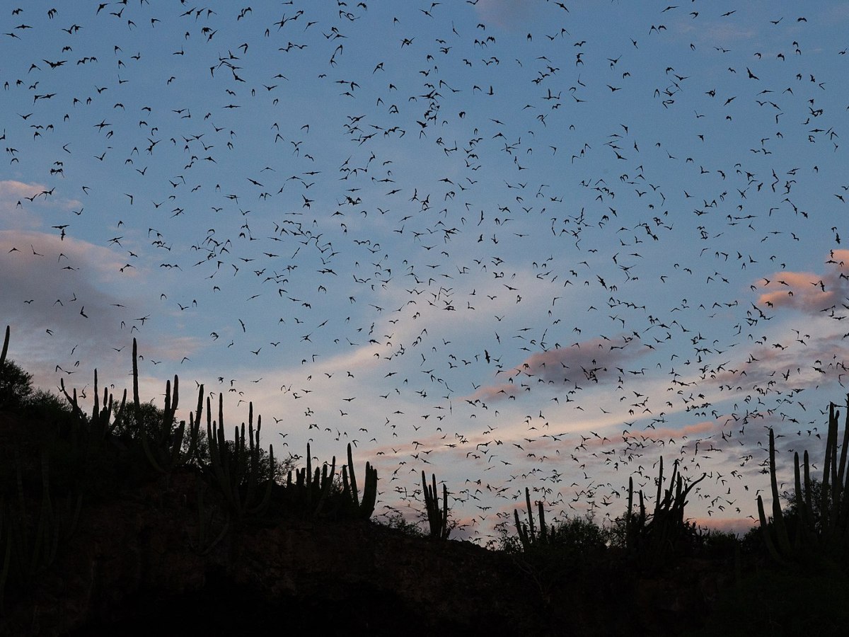 Roosting with bats (not a good&nbsp;idea)
