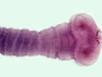 The diet of our ancestors: what tapeworms tell us about human&nbsp;evolution