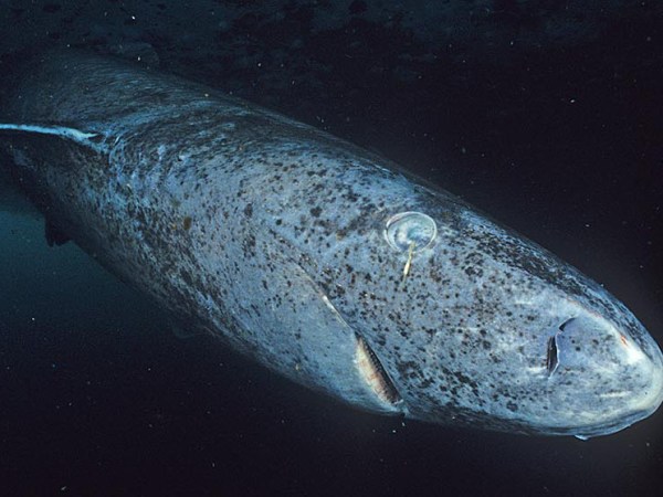 Evolution and aging: do the dinosaurs have anything to do with human&nbsp;senescence?