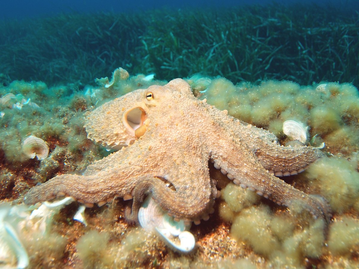 What Can We Learn From A Sleeping&nbsp;Octopus?