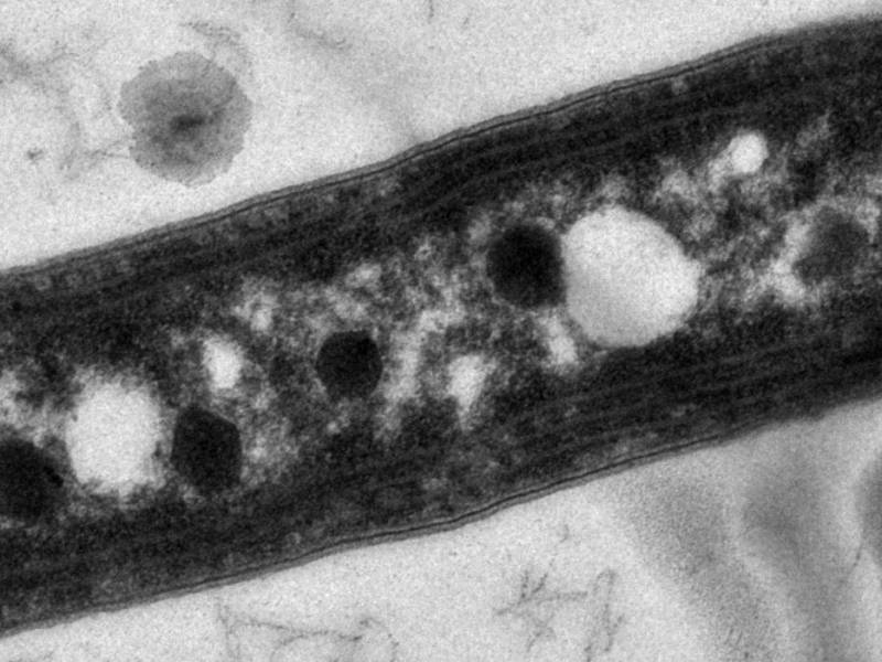 Organism that Lives Less Than 1 Day Predicts the&nbsp;Seasons