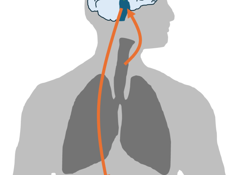 Something old and something new: the evolutionary history of the&nbsp;cough